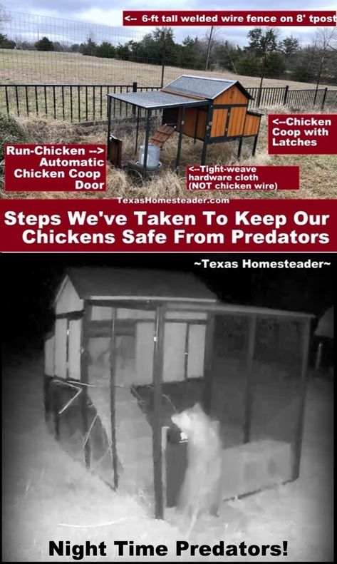 How To Keep Chickens Safe From Predators, opossum attempting to break into chicken coop. ~ Texas Homesteader ~ How To Keep Chickens, Homestead Hacks, Homesteading Inspiration, Automatic Chicken Door, Chicken Door, Chicken Coop Door, Welded Wire Fence, Homestead Animals, Coop Door