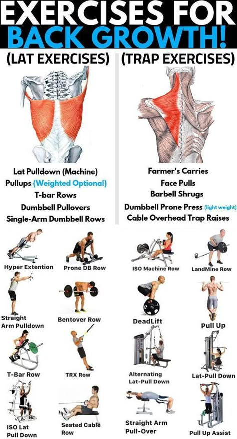 Exercises For Back, Traps Workout, Fitness Studio Training, Gym Antrenmanları, Weight Training Workouts, Workout Chart, Back And Biceps, Back Muscles, Gym Workout Tips