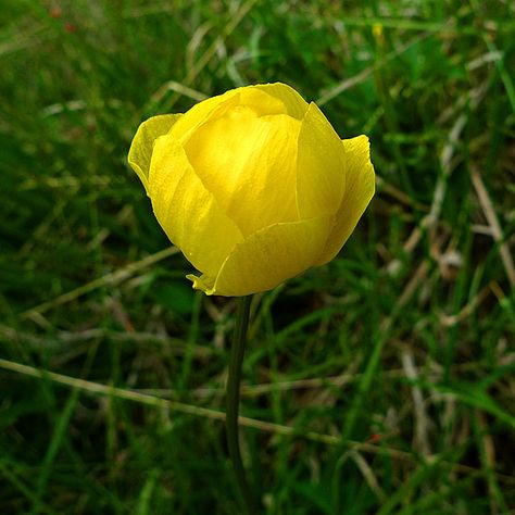 Trollius Globe Flower | Globe Flower (Trollius europaeus) (C) Dr Richard Murray :: Geograph ... Trollius Europaeus, Globe Flower, Red Sandstone, My Flower, Wild Flowers, Springs, Globe, Plants, Flowers