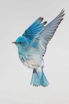 Blue Bird Tattoo, Bluebird Tattoo, Mountain Bluebird, Blue Bird Art, Nature Story, Bird Cakes, Bird Tattoo, Blue Angel, Blue Birds