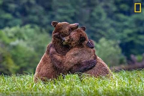 From National Geographic Hug Images, Animal Hugs, Bear Quote, Brown Bears, Male Lion, Do Cute, Shot Photo, Nat Geo, Bear Hug