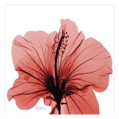 Close Up of Red Beauty Art Print Xray Flower Tattoo, Hybiscus Flower, Flower Xray, Hibiscus Aesthetic, Xray Flower, Albert Koetsier, Black Framed Art, Beauty Posters, X Rays