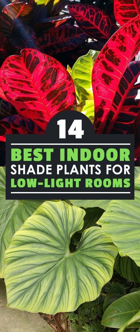 14 Best Indoor Shade Plants for Low-Light Rooms | Epic Gardening Bathroom Plants Low Light, Indoor Shade Plants, Plants For Low Light, Epic Gardening, Best Plants For Shade, Growing Food Indoors, Indoor Plants Low Light, Shadow Plants, Trendy Plants