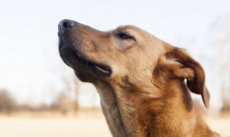 Can dogs tell the time with their NOSES? Changes in scent may help canines keep track of passing hours. By LIBBY PLUMMER FOR MAILONLINE PUBLISHED: 07:35 EST, 7 October 2016 | UPDATED: 08:59 EST, 7 October 2016 Read more: http://www.dailymail.co.uk/sciencetech/article-3827011/Can-dogs-tell-time-NOSES-Changes-scent-help-canines-track-passing-hours.html#ixzz4MpfH9ooa  Follow us: @MailOnline on Twitter | DailyMail on Facebook. Dog Smelling, Country Living Uk, Dog Gift Box, Dog Smells, St Bernard, Free Dogs, Dog Images, Coven, Funny Photos