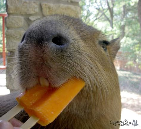 Awww would love a Capybara... Orange