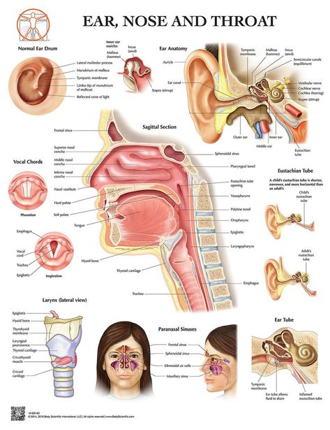 Sinuses Anatomy, Throat Anatomy, Human Anatomy Picture, Human Muscular System, Anatomy Posters, Human Skeleton Anatomy, Ear Nose And Throat, Sinus Congestion Relief, Ear Anatomy