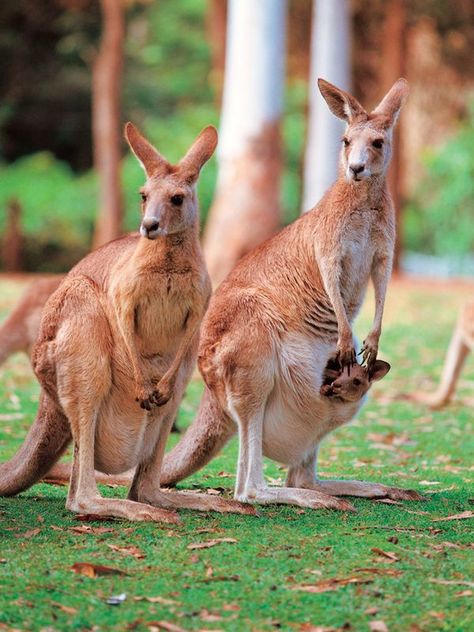 Kangaroo Craft, Kangaroo Drawing, Animals Of Australia, Red Kangaroo, Australia Kangaroo, Africa Animals, Australia Animals, Australian Wildlife, Rare Animals