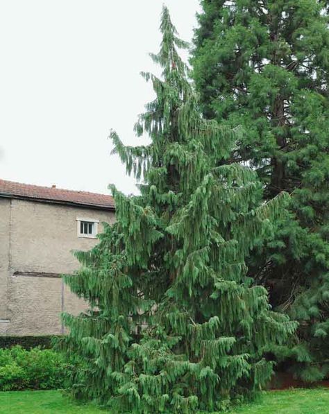 Cedar Plant, Weeping Trees, Moody Green, Flower Bed Plants, Leyland Cypress, Garden Court, Flowering Cherry Tree, Evergreen Garden, Front Landscaping