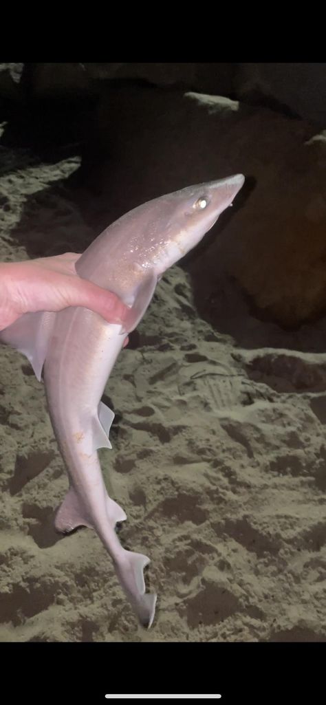 Can anyone ID this shark I caught last night Night Fishing Aesthetic, Bear Moodboard, Fishing Aesthetic, Shark Fishing, Night Fishing, Last Night, Fishing, Fish, Quick Saves