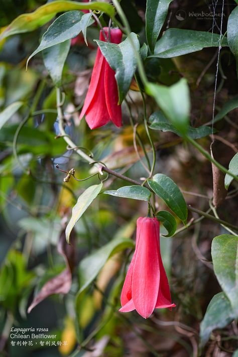 Chilean Bellflower (Lapageria rosea) in the Dandenong Ranges of Melbourne. It's originally from the temperate rainforest of southern Chile, prefers a cool, shady, and moist environment. Columnea Gloriosa, Tropical Rainforest Flowers, Amazon Rainforest Flowers, Queens Tears Bromeliad, Sesbania Grandiflora, Temperate Rainforest, Exotic Plants, Wild Flowers, Flowers