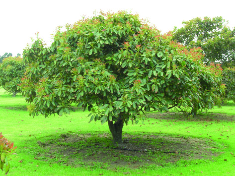 Learn everything you need to know about caring for Avocado Trees. Our guide features tips on watering, preventing diseases and more. Avocado Tree Care, Olive Tree Care, Avocado Types, Grow Avocado, Fruit Picking, Avocado Tree, Mango Tree, Tree Care, Diy Landscaping