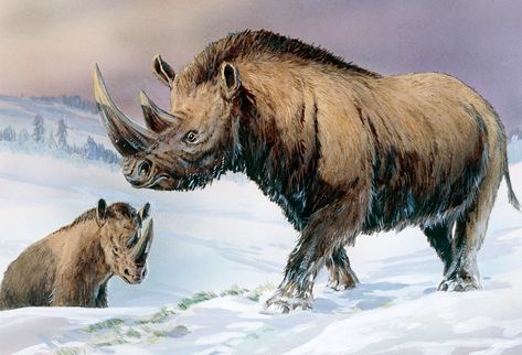 Woolly-rhino genome emerges from cave hyena’s fossilized poo Wooly Rhino, Woolly Rhinoceros, Extinct Mammals, Environment Science, Prehistoric Mammals, Prehistoric Age, Animal Humour, Wooly Mammoth, Ancient Animals