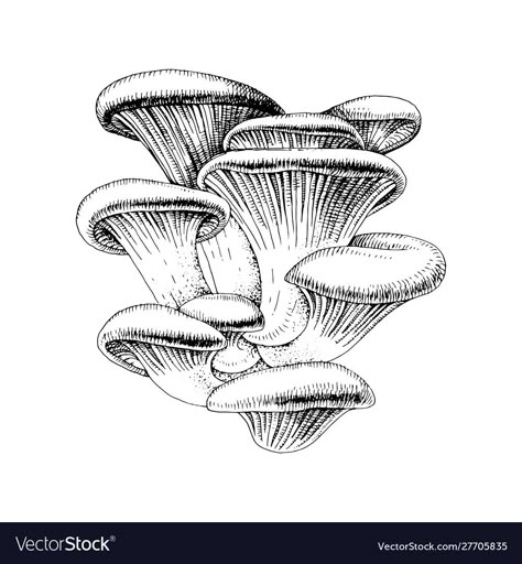 Three Mushrooms Drawing, High Mushroom Drawing, Giant Mushroom Drawing, Fungi Drawings, Oyster Mushrooms Art, Realistic Mushroom Drawing, Oyster Mushroom Drawing, Oyster Mushroom Painting, Oyster Mushrooms