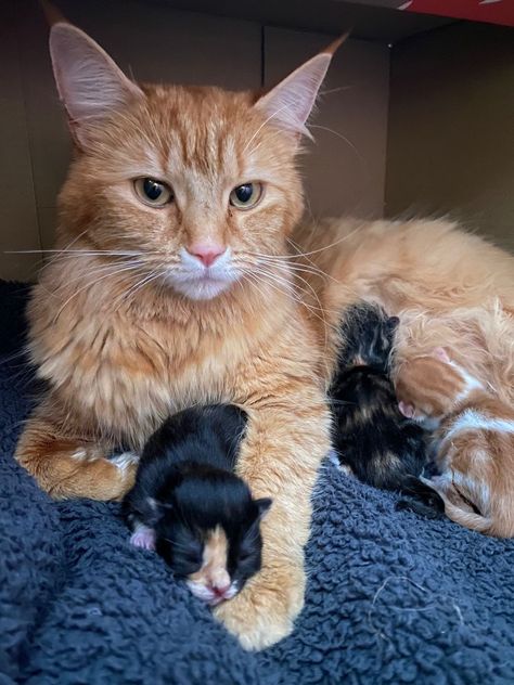 My cat gave birth to 4 kittens, sadly 1 died though. My cat loves being a Mom and adores the live from us and her kittens. Kittens With Mom, Mama Cat And Kittens, Cat With Kittens Mother, Mom Cat And Kitten, Mother Cat And Kittens, Dog Christmas Pictures, Newborn Kittens, Mother Cat, Sleeping Kitten