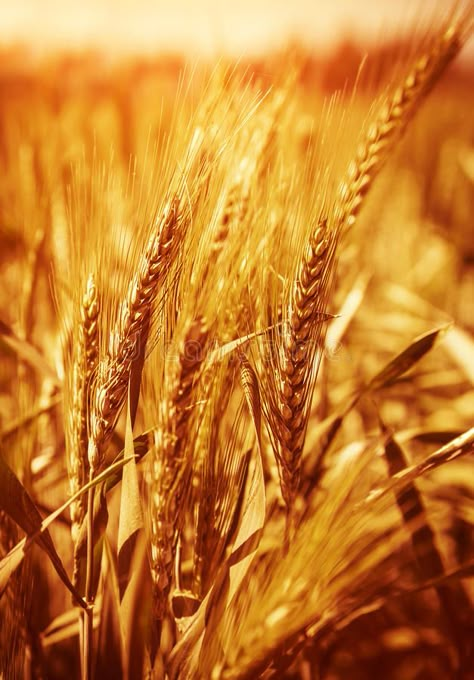 Beige Iphone Wallpaper, Wheat Farming, Golden Palette, Wallpaper Fruit, Rock N Roll Aesthetic, Field Background, Field Wallpaper, Fall Nature, Golden Harvest