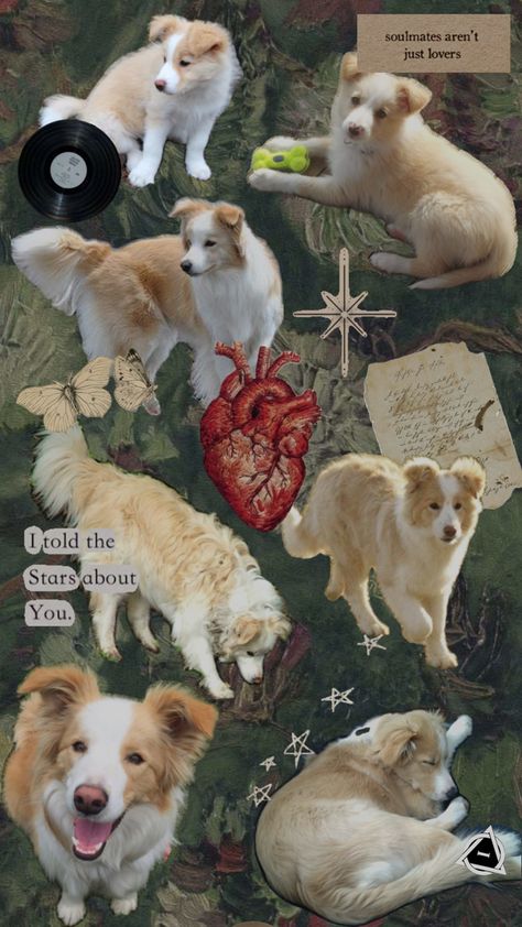 Cream border collie collage therian wallpaper Border Collie Wallpaper, Therian Wallpaper, Border Collie, Collage, Cream, Dogs