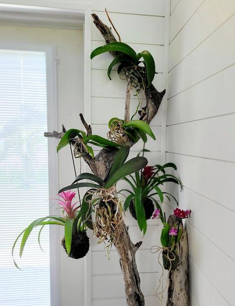 Orchids Tips and Tricks | So I kinda started my own little orchid rescue from the clearance section at Lowes | Facebook Orchid Rescue, Hanging Driftwood, Buy List, Tips And Tricks, Orchids, Apartment, Flowers