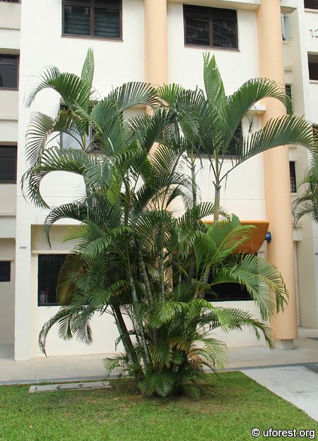 Butterfly Palm - Dypsis lutescens Under Stair Garden, Stair Garden, Florida Plants Landscaping, Butterfly Palm, Dypsis Lutescens, Tropical Backyard Landscaping, Succulent Garden Landscape, Parts Of The Plant, Trees Landscaping