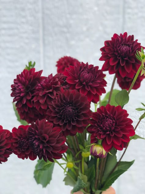 Burgandy Ranaculus, Dark Dahlia Bouquet, Burgundy Dahlia Bouquet, Dark Red Wedding Flowers, Red Dahlia Bouquet, Maroon Dahlia, Burgundy Plants, Wedding Cake Burgundy, Dark Red Dahlia