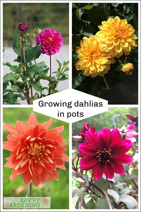 Bulb Flowers In Pots, Growing Dahlias In Pots, Dahlia In Containers, Dahlia In Pots Container Garden, Dahlia Container Garden, Dalia Flower Garden, Dahlia Planter Ideas, Dahlia Companion Plants, Growing Dahlias In Containers