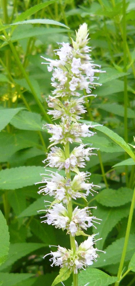 Agastache rugosa Alba | Liquorice White Anise Hyssop | Snow Spike | 50_Seeds Banana Seeds, Bat Flower, Ladybug Garden, Rare Seeds, Bee Balm, All Fruits, Hummingbird Garden, Bee Garden, Tree Seeds