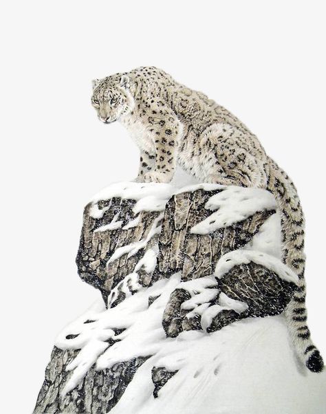 Snow Leopard Pictures, Leopard Clipart, Leopard Pictures, Leopard Painting, Mountains Snow, Leopard Art, Apex Predator, The Himalayas, Wildlife Animals