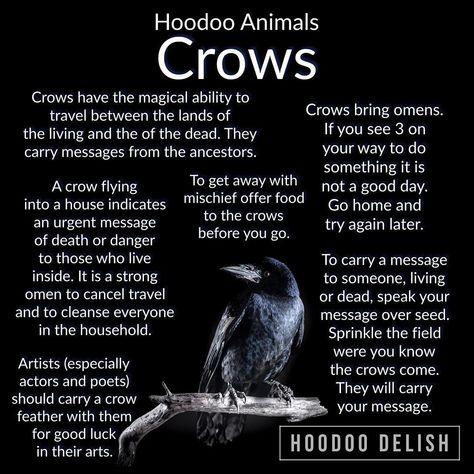 ~*~ HOODOO ANIMALS: CROWS ~*~ Known in many cultures as tricksters, makers of mischief, and carriers of messages from beyond, crows are… Bone Magic, Crow Facts, Crow Spirit Animal, Hoodoo Conjure Rootwork, Crow Flying, Hoodoo Magic, Hoodoo Conjure, Hoodoo Spells, Animal Spirit Guides