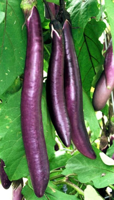 Eggplant seeds Ping Tung Long 12-18 fruit Don't need | Etsy Eggplant Seeds, Purple Eggplant, Asian Vegetables, Eggplant Purple, Red Fruit, Garden Seeds, Eggplant, Agriculture, Soil