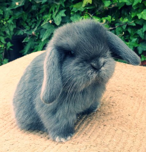 Mini lop eared bunny. So stinkin' cute! Mini Lop Bunnies, Mini Lop Rabbit, Lop Bunnies, Holland Lop Bunnies, Rabbits For Sale, Pet Rabbit Care, Rabbit Breeds, Mini Lop, Funny Rabbit