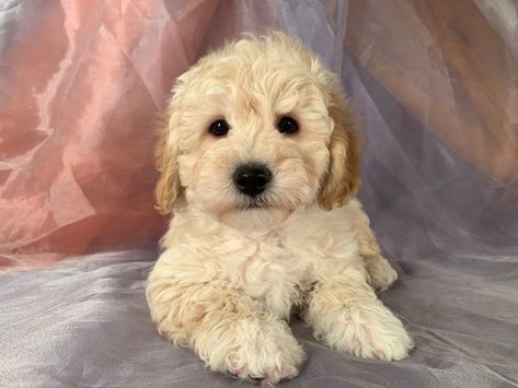 Bichon Poodles Puppies for Sale | Bichon Poodle Breeder in Iowa Bichon Poo, Poodles Puppies, Bichon Poodle Mix, Bichon Poodle, Poodle Puppies For Sale, Puppy Accessories, Therapy Dog, Poodle Mix, Soft Play