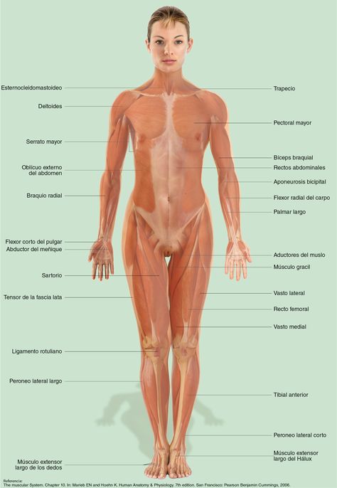 Delve into the female muscle anatomy through our illustration. Woman Muscle Anatomy, Muscles Anatomy Drawing, Female Muscle Anatomy, Leg Muscles Anatomy, Skeleton Muscles, Anatomical Illustration, Muscles Anatomy, Human Muscle Anatomy, Female Muscle