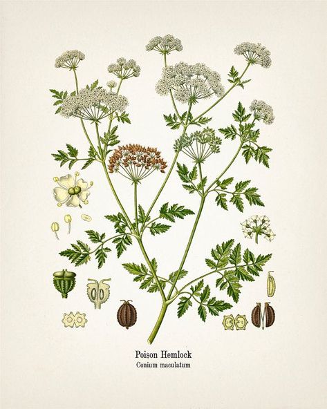 Poison Hemlock Conium Maculatum Fine Art Prints of | Etsy Hemlock Flower, Hemlock Aesthetic, Hemlock Tattoo, Hemlock Plant, Conium Maculatum, Poisonous Flowers, Poison Hemlock, Tattoo Techniques, Flower Tattoo Sleeve