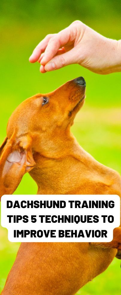 Mini Dachshund Training, Training A Dachshund Puppy, Blonde Dachshund, Dachshund Tips, Dachshund Facts, Dachshund Puppy Training, Dachshund Stuff, Socializing Dogs, Dachshund Training