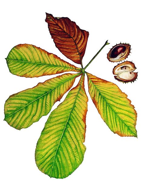 Anna Mason Chestnut Illustration, Horse Chestnut Leaves, Modern Botanical Art, Horse Chestnut Trees, Anna Mason, Autumn Photos, Fungi Art, Sketchbook Challenge, Horse Chestnut