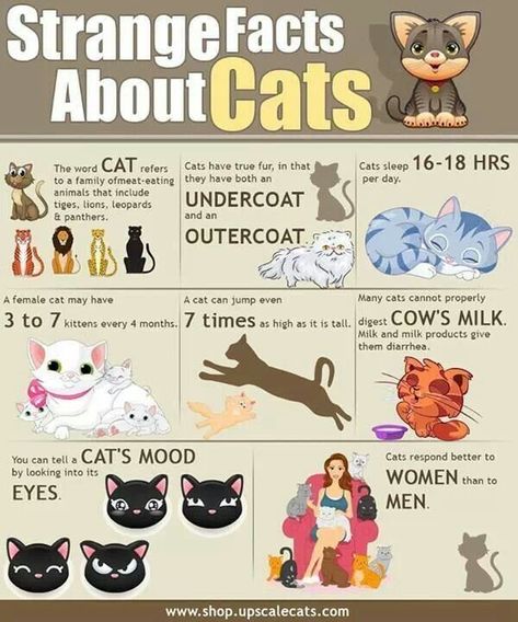 Facts about Cats, Good to know! #catcarefacts #cathealthfacts Fun Facts About Cats, Cat Infographic, Facts About Cats, Gatos Cool, Dog Training School, Broadway Tickets, Word Cat, Cat Info, Cat Behavior