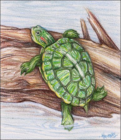 Red eared slider turtle - colored pencil 3.5 x 4 inches art by Chad Thomas - www.whiterabbitart.com Painted Turtle Tattoo, Pencil Project, Red Eared Slider Turtle, Slider Turtle, Painted Turtle, Turtle Quilt, Red Eared Slider, Turtle Wall Art, Turtle Drawing