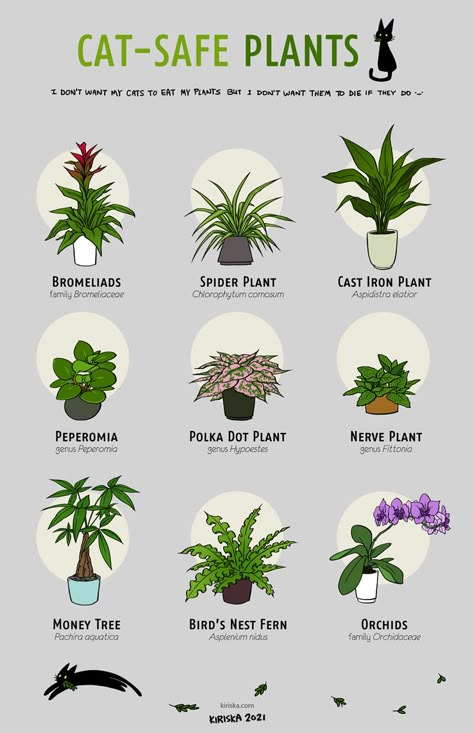 Cat Safe House Plants, Safe House Plants, Cat Friendly Plants, Pachira Aquatica, Cat Safe Plants, Nerve Plant, Plants Pet Friendly, Plant Care Houseplant, Cat Plants