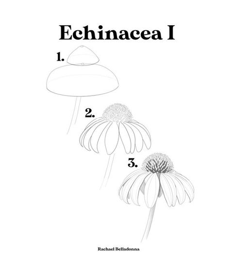 Previously Silly Rachael on Instagram: "A quick and sweet echinacea tutorial 🥰. Coneflowers are a favorite of mine but I can never get them to grow in our yard! I hope you save and use this tutorial when you’re ready to create! Happy creating art fam 🥰. . . . . . . . . . . #justkeepswimming🐠 #whatdowedoweswim #echinacea #echinaceapurpurea #echinaceaflower #flowertutorial #howtodraw #drawingguide #drawwithme #sillyrachael #notebooktherapy #thepalepaper #floralsyourway #botanicallinedrawing #l Sketch Nature, Flowers Sketch, Botanical Line Drawing, How To Draw Steps, Flower Drawing Tutorials, Art Media, Theme Nature, Drawing Flowers, Daisy Painting