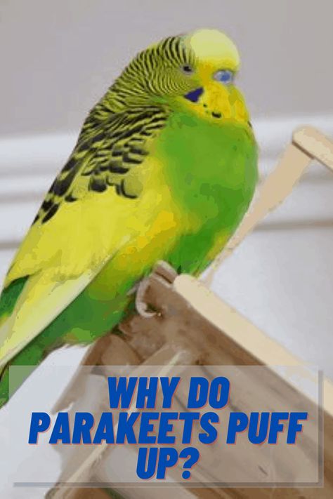 Are you worried why do parakeets puff up? I have rewritten this detailed and researched article on this subject with positive and negatives about it. Canary Winged Parakeet, Diy Bird Toys Parakeets, Fancy Parakeet, Bird Room Ideas, Parakeet Colors, Homemade Bird Toys, Parakeet Care, Types Of Pet Birds, Bird Ideas