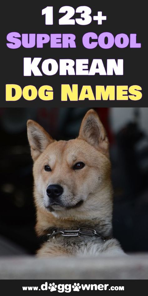 In this list, we will show the best Korean dog names that are original, fun, and have significant value behind each name. #koreandognames #dognames #dogs Korean Name For Dog, Korean Pet Names, Korean Dog Names, Korean Food Names, Puppy Names Unique, Pet Names For Dogs, Korean Girls Names, Dogs Names List, Black Dog Names