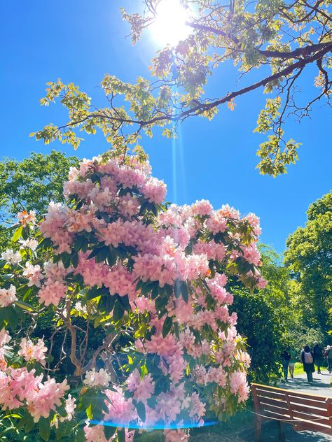 Pink Rhododendron flowers nature wallpaper background Rhododendron Aesthetic, Rhododendron Wallpaper, Pink Rhododendron, Art References, Flowers Nature, Nature Wallpaper, Mobile Wallpaper, Dream Life, Art Wallpaper