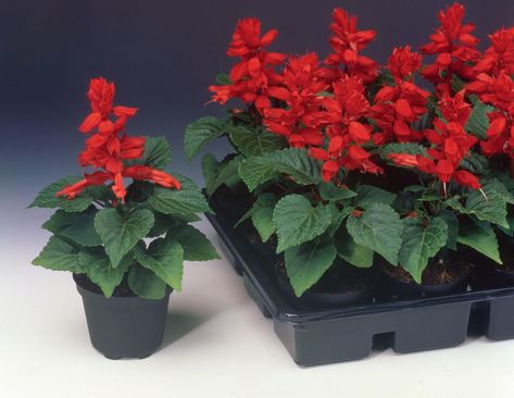 Salvia splendens Heart Shape Leaf, Scarlet Sage, Plant Corner, Red Plants, Ornamental Plants, Hanging Baskets, Heart Shape, Red Color, Flower Garden