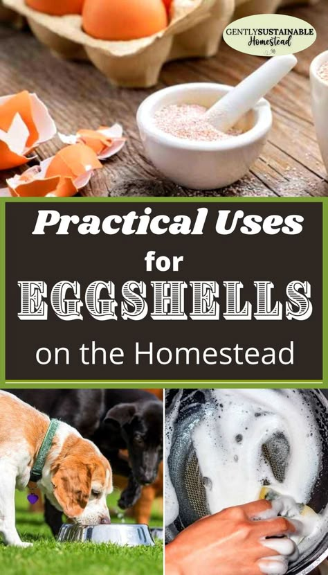 Don't throw your eggshells away! Check out all of the practical ways you can use eggshells around your kitchen and garden to fortify your soil, scrub pans, exfoliate skin and much more! I'll even show you the proper way to make eggshell powder! #eggshells #eggshellpowder #usesforeggshells #howtoreuseeggshells #eggshellpowderfordogs #eggshellpowderforplants What Can You Do With Eggshells, Eggshell Powder Uses, Egg Shell Powder Uses, Eggshell Biomaterial, What To Do With Egg Shells, Eggshells In Garden, Uses For Egg Shells, Egg Shell Uses, Eggshell Powder