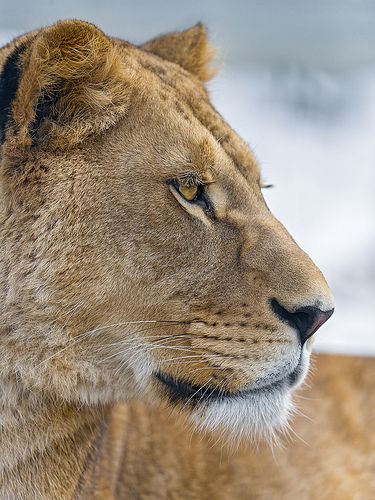 Sophie looking on the side Lion Profile, Lion King Tattoo, Lioness Tattoo, Female Lion, Lion Head Tattoos, Lions Photos, Lion Drawing, Lion And Lioness, Lion Painting