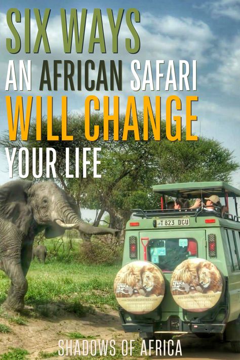 SIX WAYS AN AFRICAN SAFARI WILL CHANGE YOUR LIFE African Safari Trip, Zimbabwe Travel, Rwanda Travel, Volunteering With Animals, South Africa Itinerary, South Africa Vacation, Ethiopia Travel, Africa Luxury, African Nature