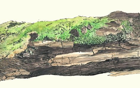 "Mossy Log" by Lizzie Kelso | Redbubble Mossy Log Illustration, Tree Log Drawing, Log Drawing, Mossy Log, Forest Drawing, Tree Logs, Mushroom Paint, Wood Elf, Drawing Tips