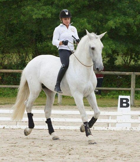 Grey Horses, Bareback Riding, Show Jumping Horses, Natural Horsemanship, Horse Inspiration, Pony Horse, Dressage Horses, Cute Horses, Horse Life