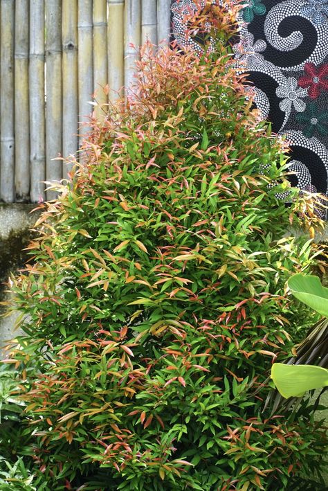 Bamboo Muhly, Taking Care Of Bamboo Plants, Heavenly Bamboo Landscape, Non Invasive Bamboo, Heavenly Bamboo, Bamboo Hedge, Nandina Domestica, Bamboo Care, Bamboo In Pots