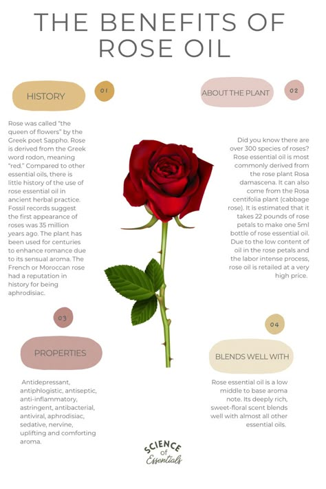 Rose Herb Benefits, Prime Rose Oil Benefits, Rose Oil Uses, How To Make Rose Oil At Home, Benefits Of Rose Essential Oil, How To Make Rose Hip Oil, Rose Tincture Benefits, Rose Essential Oil Uses, Diy Rose Oil How To Make