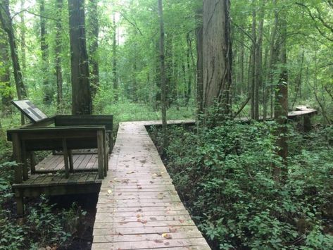 Places To Go In Maryland, Hiking In Maryland, Maryland Day Trips, Maryland Vacation, Patapsco Valley State Park, Visit Maryland, Cypress Swamp, Columbia Maryland, Resort Cabins